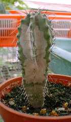 Cereus kırmızı örümcek